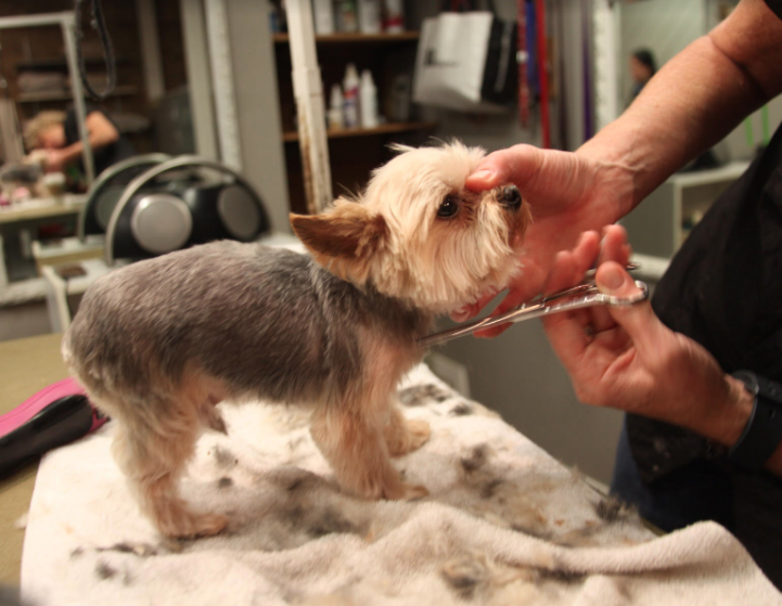 Dog being groomed by Deidre Howard